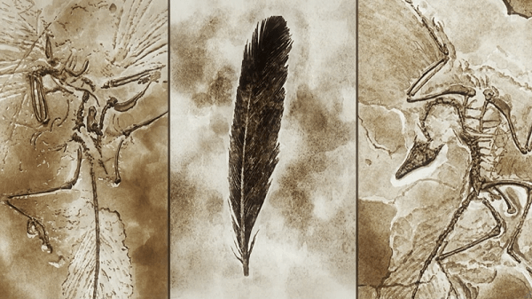 考察 ルパン三世part6 10 ダーウィンの鳥 幻のルパン三世を再構築 始祖鳥と天使の化石を解説